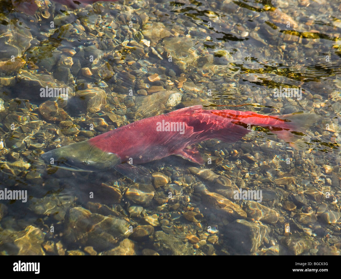 Laichen männlicher Rotlachs (Oncorhynchus Nerka), fish Klukshu River
