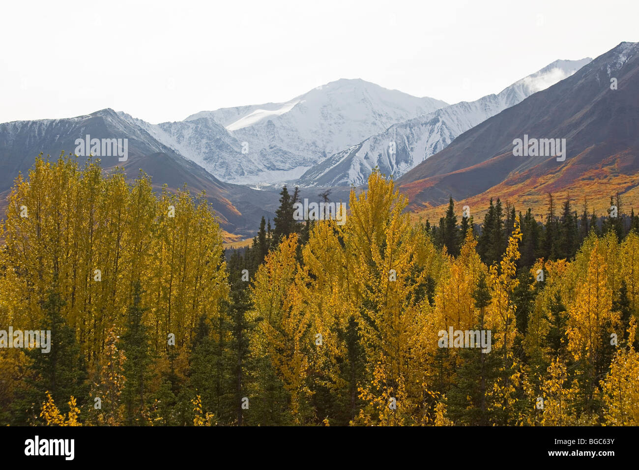 Indian Summer entlang Alaska Highway, Aspen Bäume Zittern, Beben Aspen (Populus Tremuloides), Quakies Blätter in Herbstfarben Stockfoto