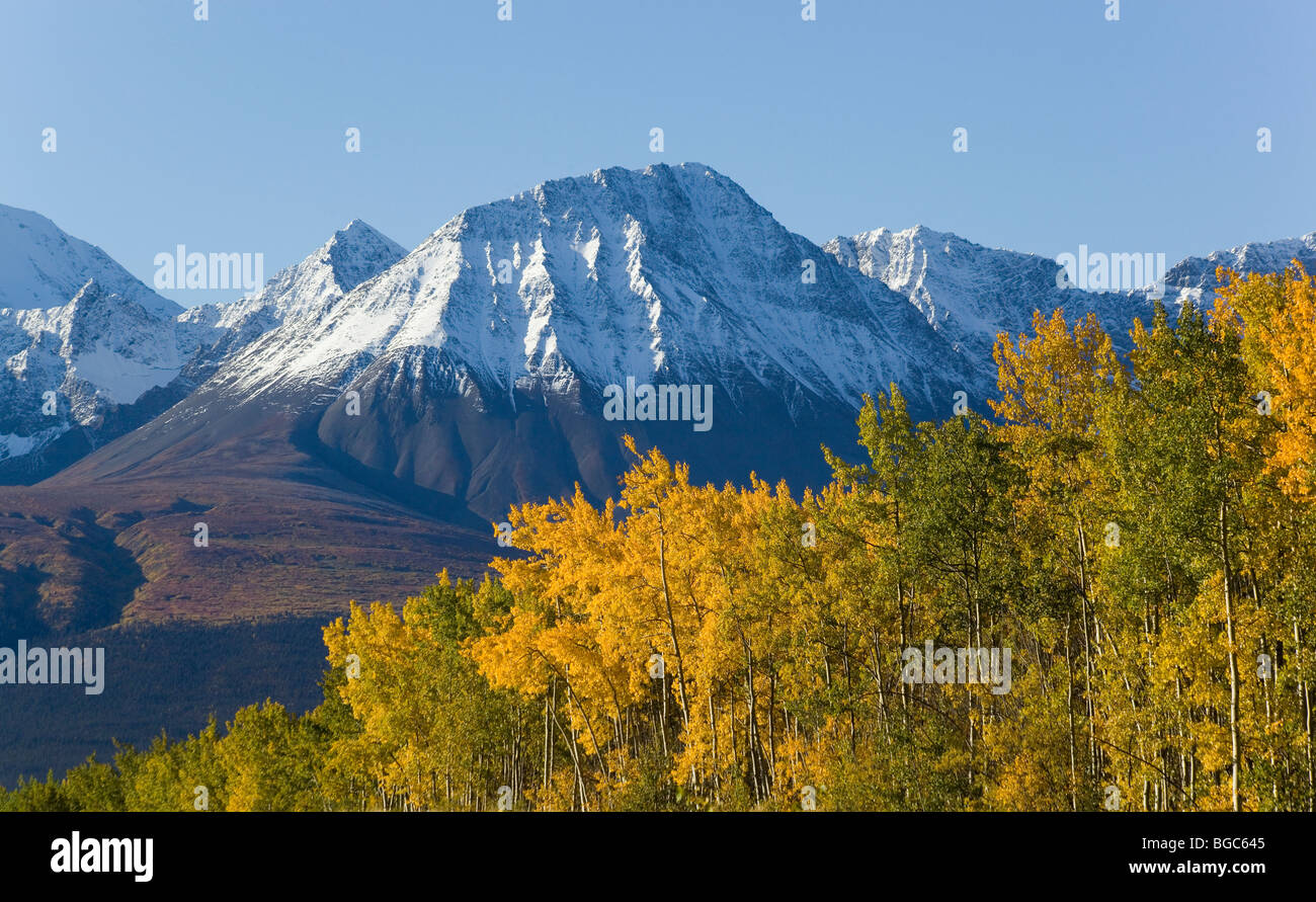 Indian Summer am Alaska Highway, Zittern Aspen Bäume / Beben Aspen / Quakies (Populus Tremuloides), Blätter im Herbst Colou Stockfoto