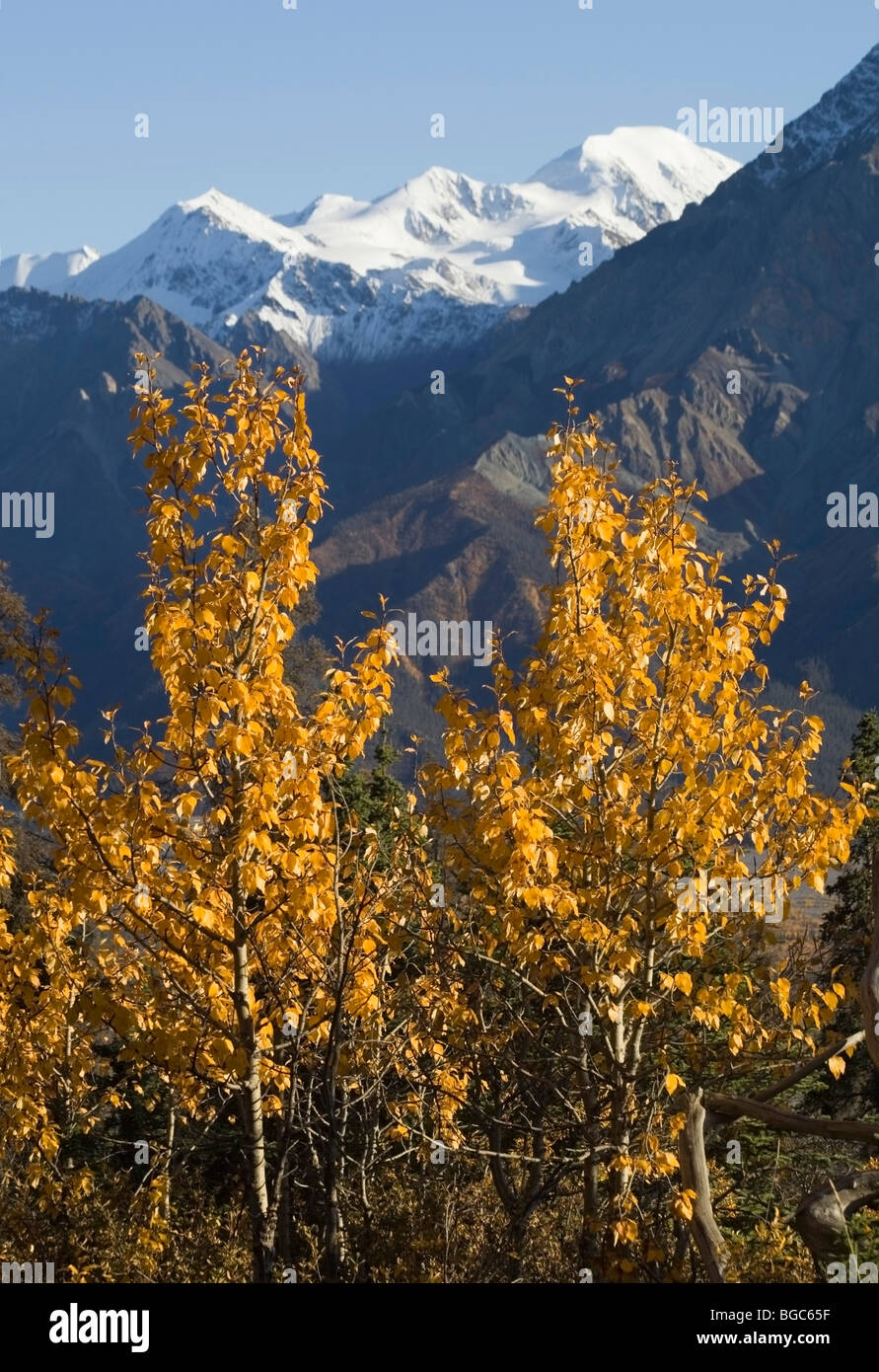 Indischer Sommer, Blätter im Herbst Farben, Blick aus Sheep Mountain in der Slim River Valley, Kaskawulsh Gletscher, St. Elias Mountai Stockfoto