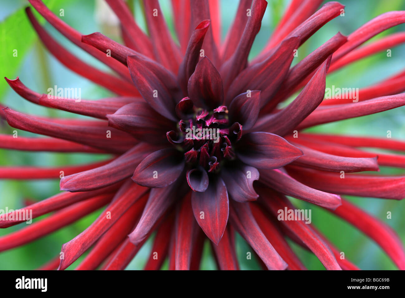Dahlia Kaktus Orfeo scarlet rot Sommerblume Stockfoto