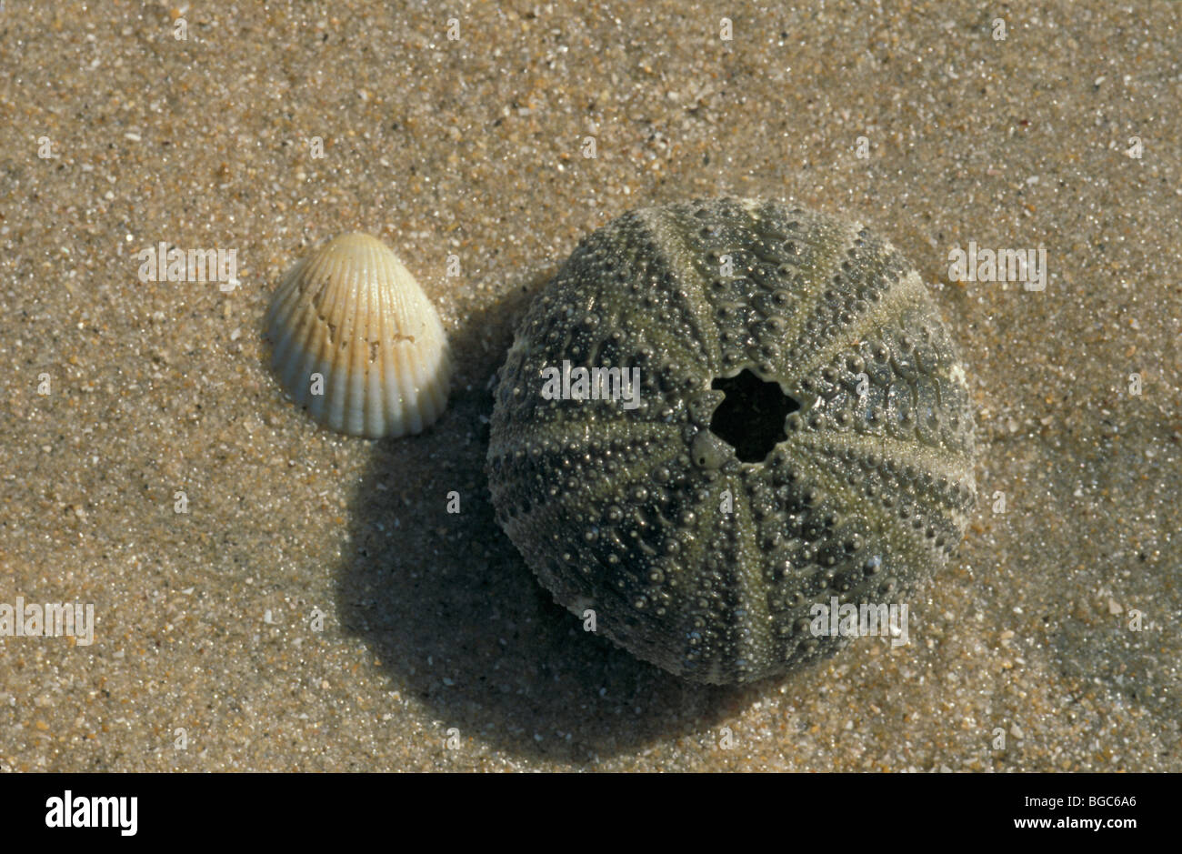 Urchin Skelett und Shell, Gambia, Afrika Stockfoto