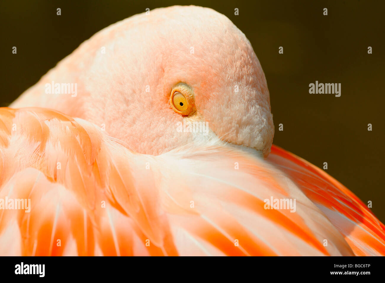 Rosaflamingo (Phoenicopterus Ruber Roseus) Stockfoto