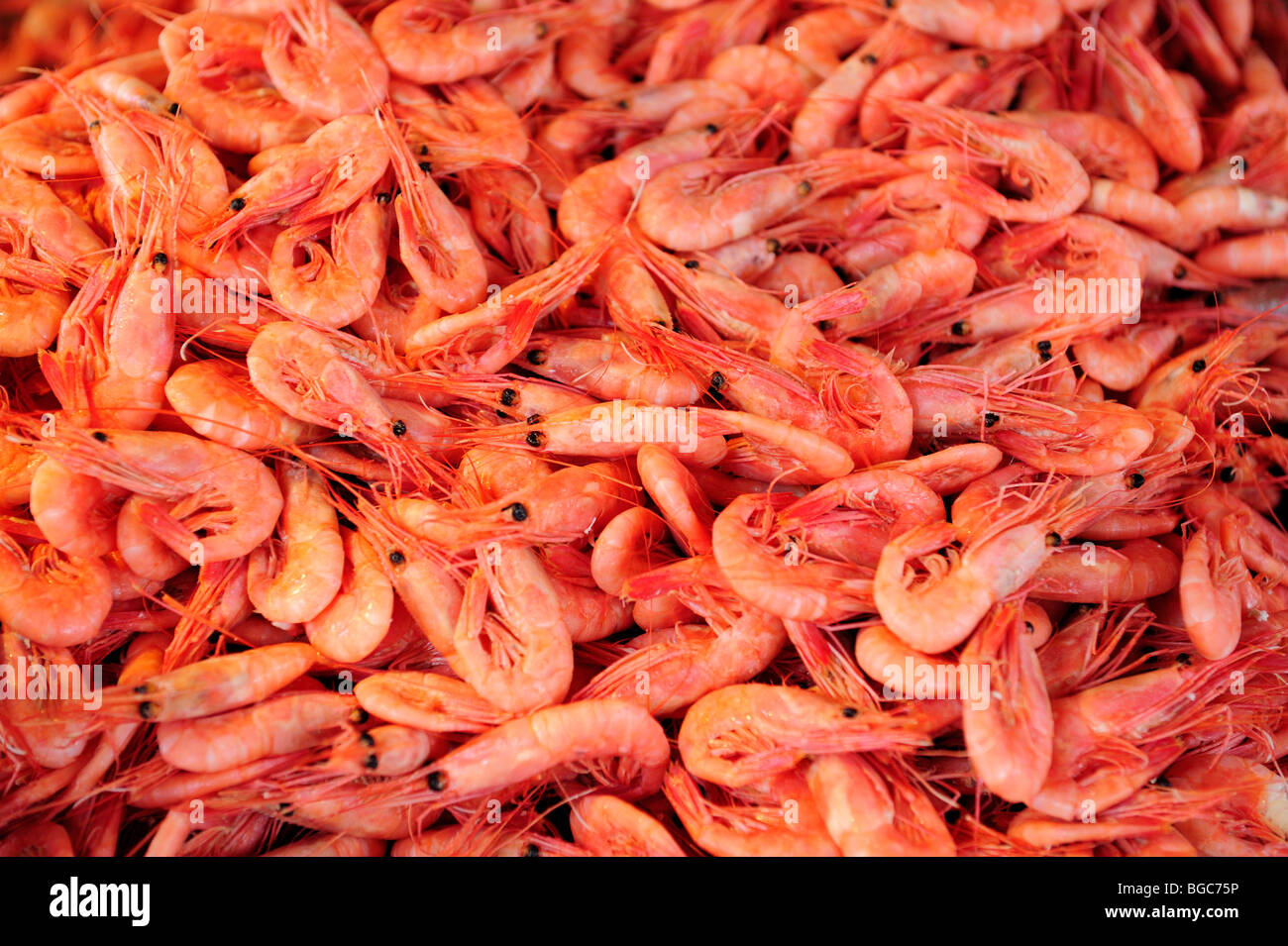 Frisch gefangenen Garnelen auf dem Fischmarkt in Bergen, Norwegen, Skandinavien, Nordeuropa Stockfoto