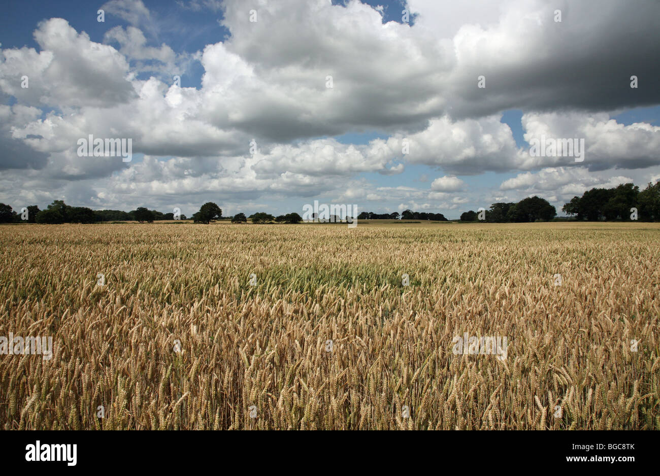 Ein Gerstenfeld in Cheshire England an einem Sommertag mit blauem Himmel und weißen Wolken Stockfoto