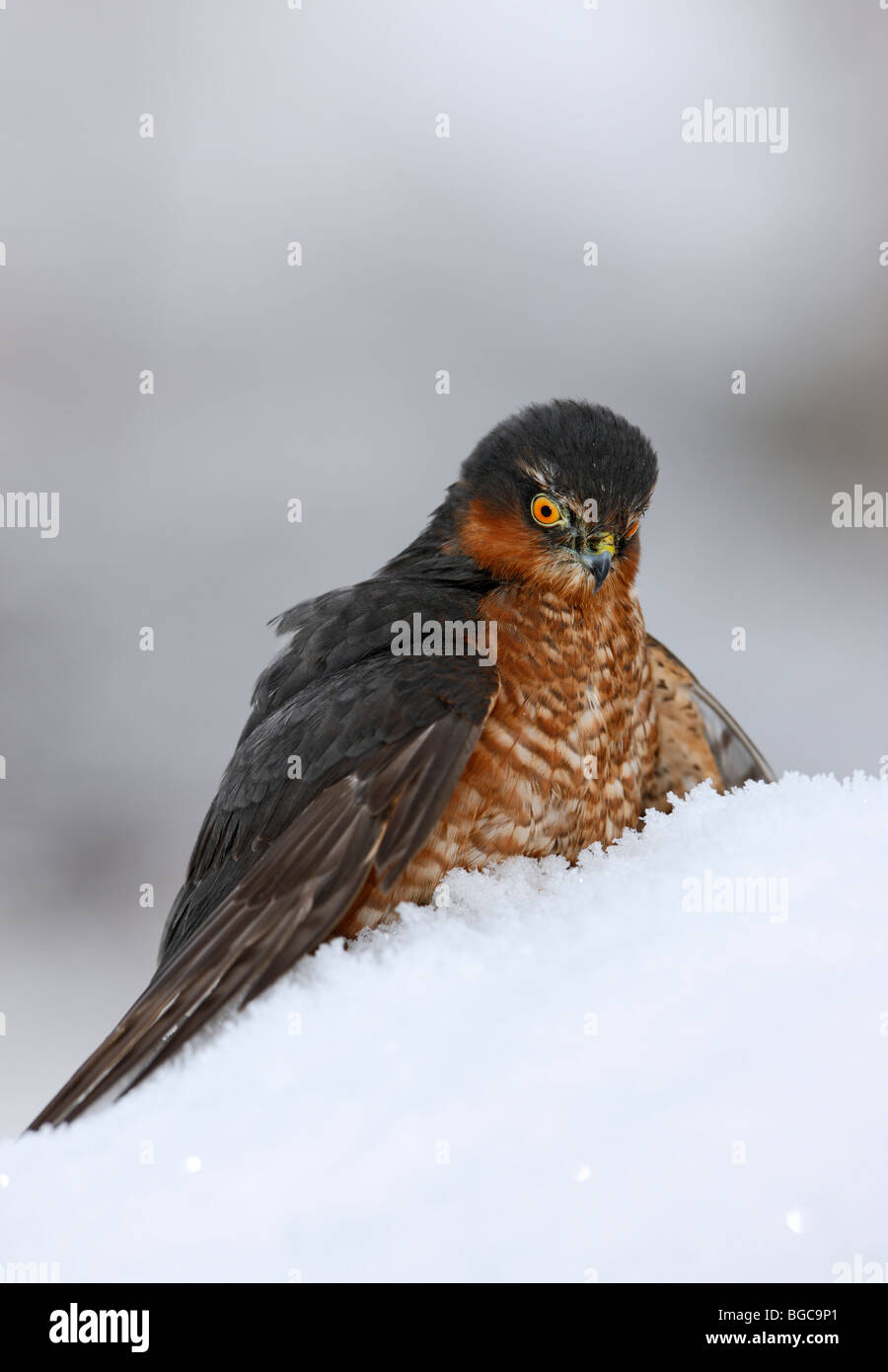 Sparrowhawk Accipiter Nisus auf Tötung im Schnee Stockfoto