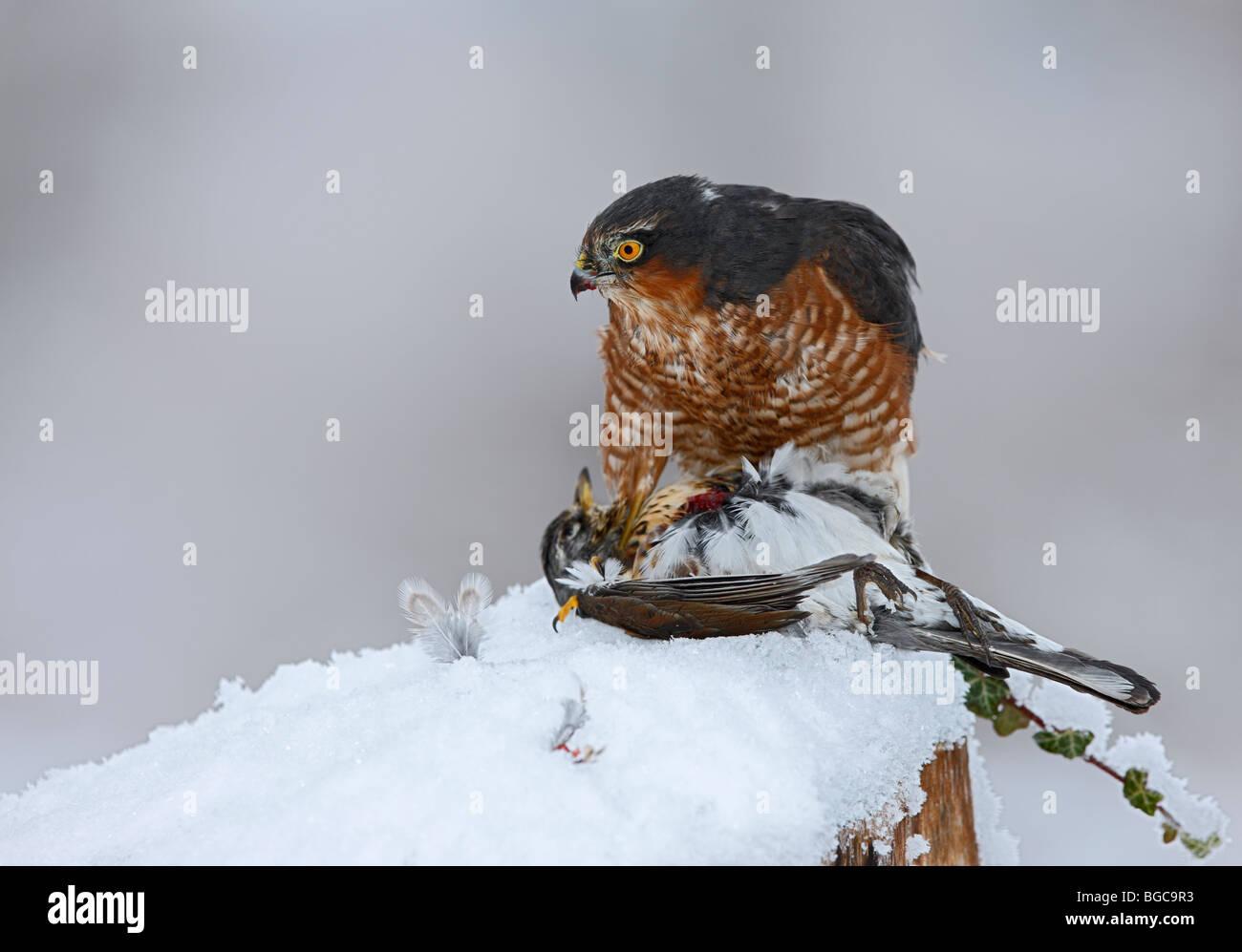 Sparrowhawk Accipiter Nisus auf Tötung im Schnee Stockfoto