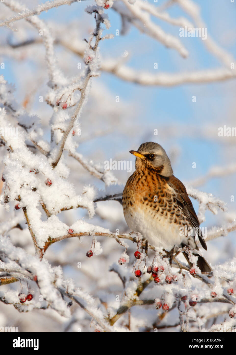 Wacholderdrossel Turdus Pilaris in Schnee bedeckt Hecke Stockfoto