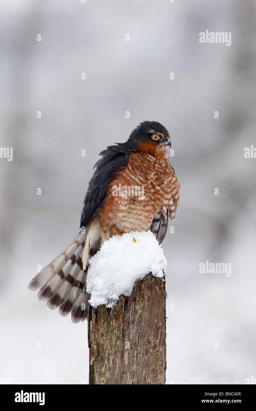 Sparrowhawk Accipiter Nisus Schnee bedeckten post Stockfoto