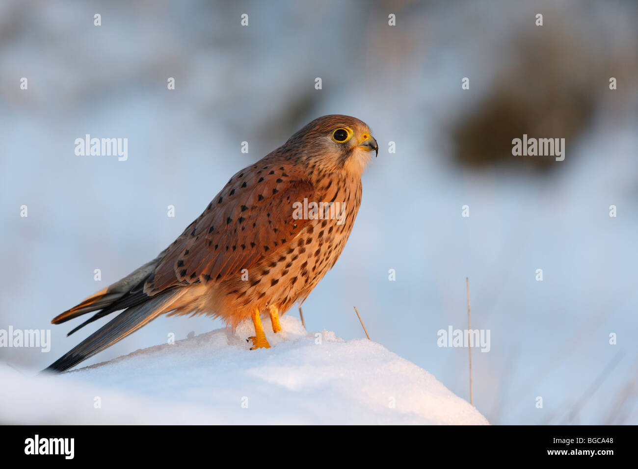 Turmfalken Falco Tinnunculus thront Schnee bedeckten log Stockfoto