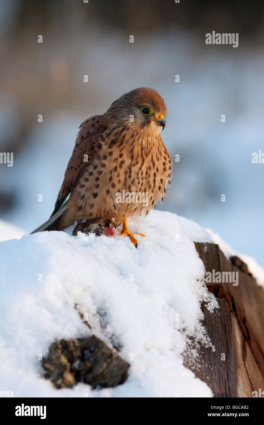 Turmfalken Falco Tinnunculus thront Schnee bedeckten log Stockfoto