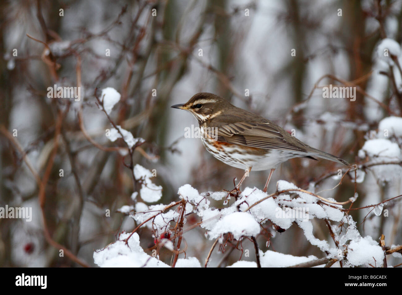Rotdrossel Turdus Iliacus im Winterschnee Stockfoto