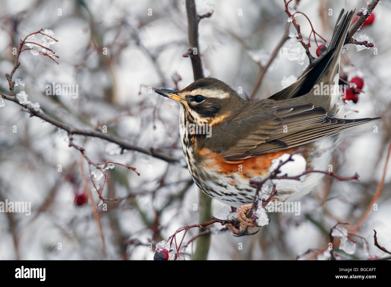 Rotdrossel Turdus Iliacus im Winterschnee Stockfoto