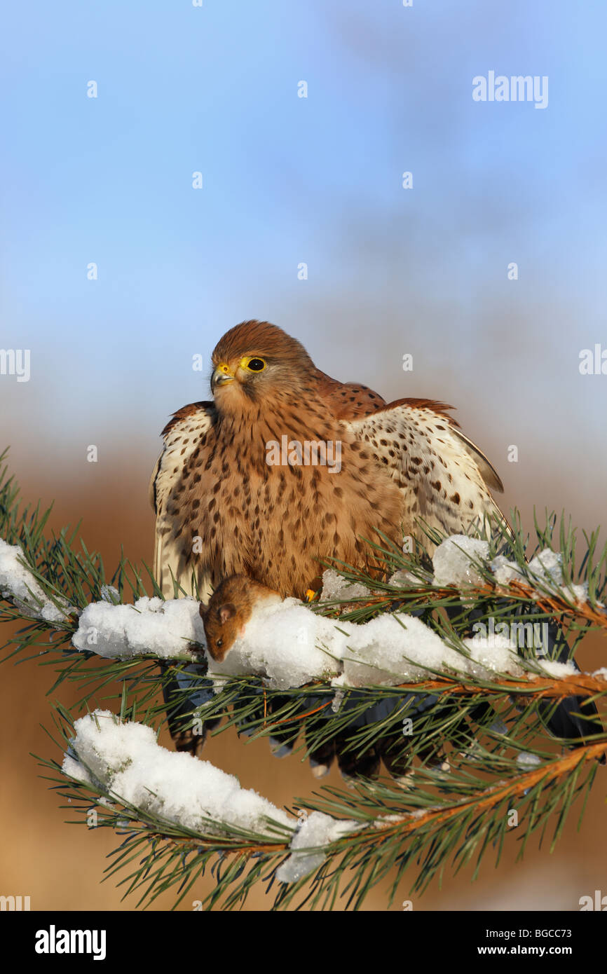 Turmfalken Falco Tinnunculus thront Schnee Kiefer töten Stockfoto