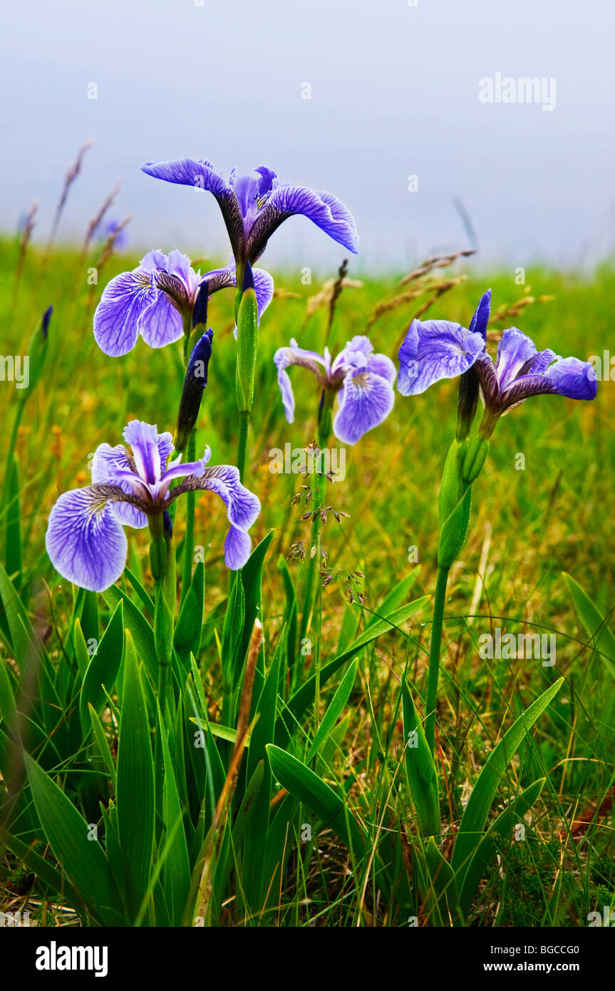 Blaue Flagge Iris Wildblumen in Neufundland Kanada Stockfoto