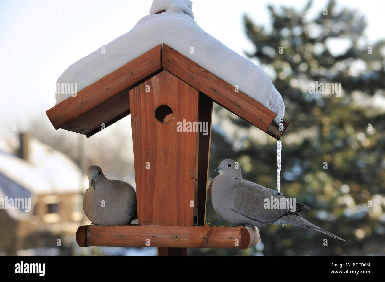 Zwei Eurasian collared Tauben (Streptopelia Decaocto) am Vogelhäuschen / Futterhaus / Vogel Tisch im Schnee im Winter Stockfoto