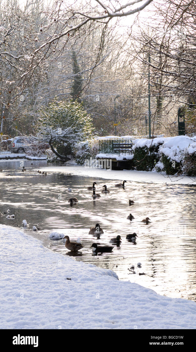 Fluß Gade, einem Kreide-Bach, im Winter, Hemel Hempstead, Hertfordshire, UK. Stockfoto