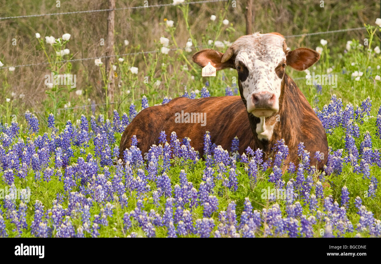 Eine Kuh ruht in einem Feld von Bluebonnet Wildblumen in Llano, Texas USA Stockfoto