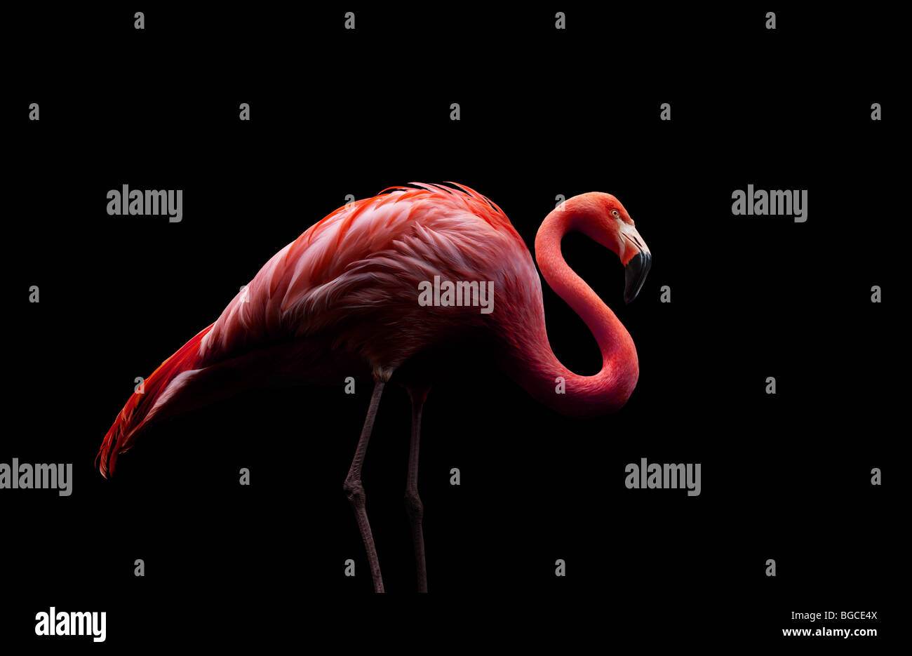 Flamingo steht auf zwei Beinen Stockfoto