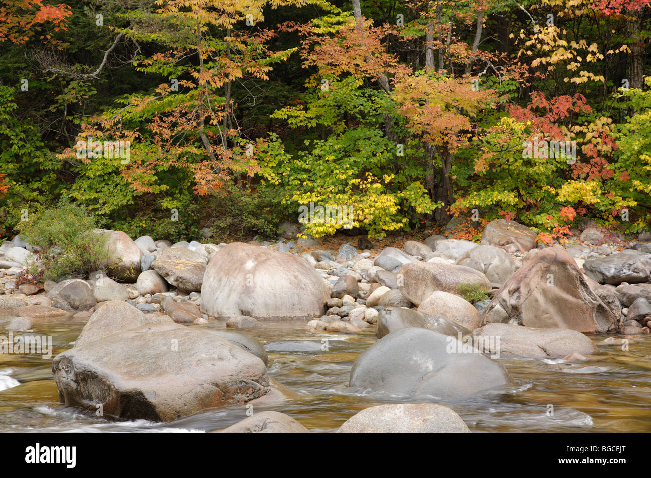 East Branch der Pemigewasset River in der Nähe der Lincoln Woods Visitor Center während der Herbstmonate in Lincoln, New Hampshire, USA Stockfoto