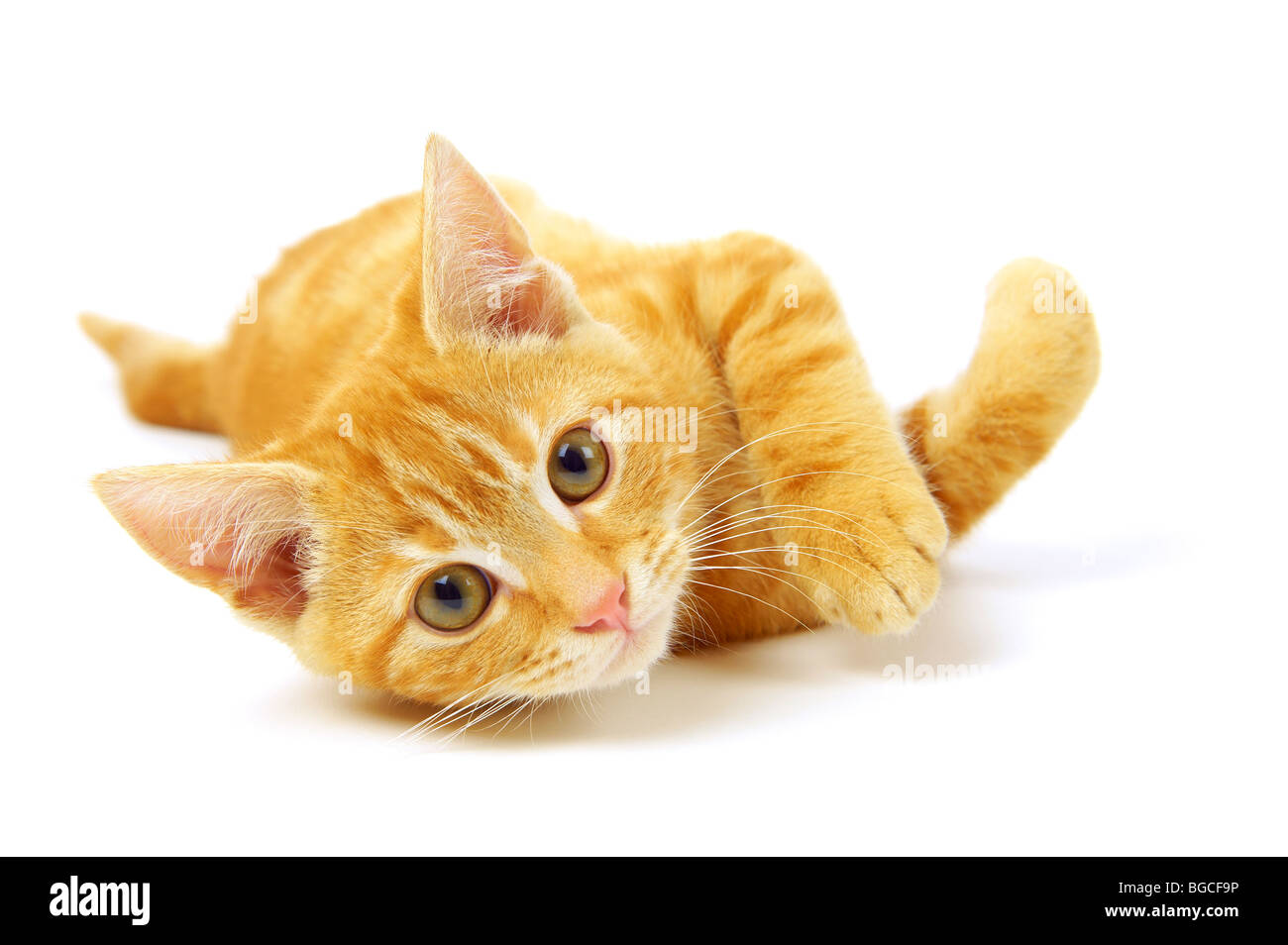 Ginger Kitten auf weißem Hintergrund Stockfoto