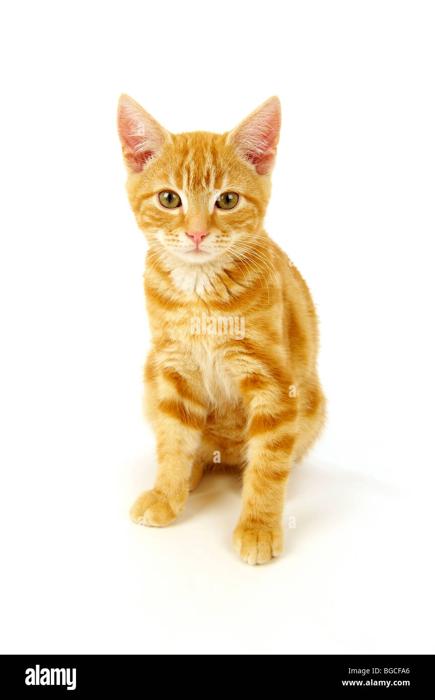 Ginger Kitten auf weißem Hintergrund Stockfoto