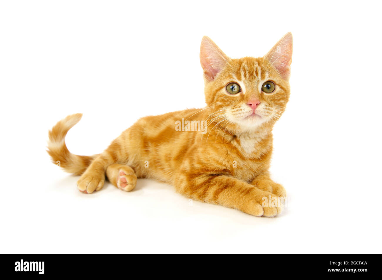 Ginger Kitten auf weißem Hintergrund Stockfoto