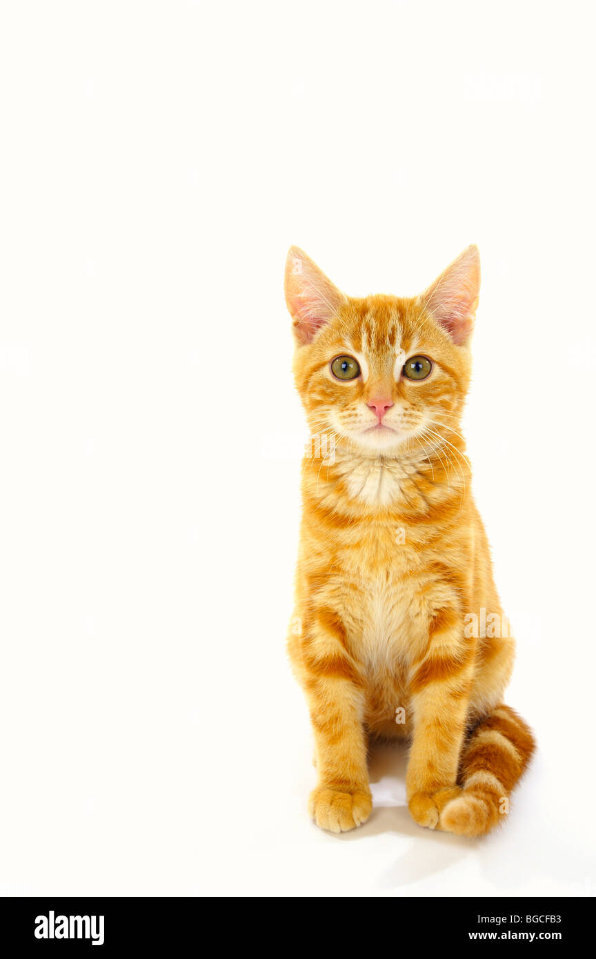 Ginger Kitten auf weißem Hintergrund Stockfoto