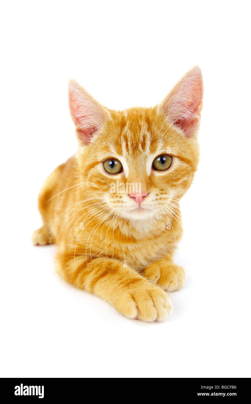 Ginger Kitten auf weißem Hintergrund Stockfoto