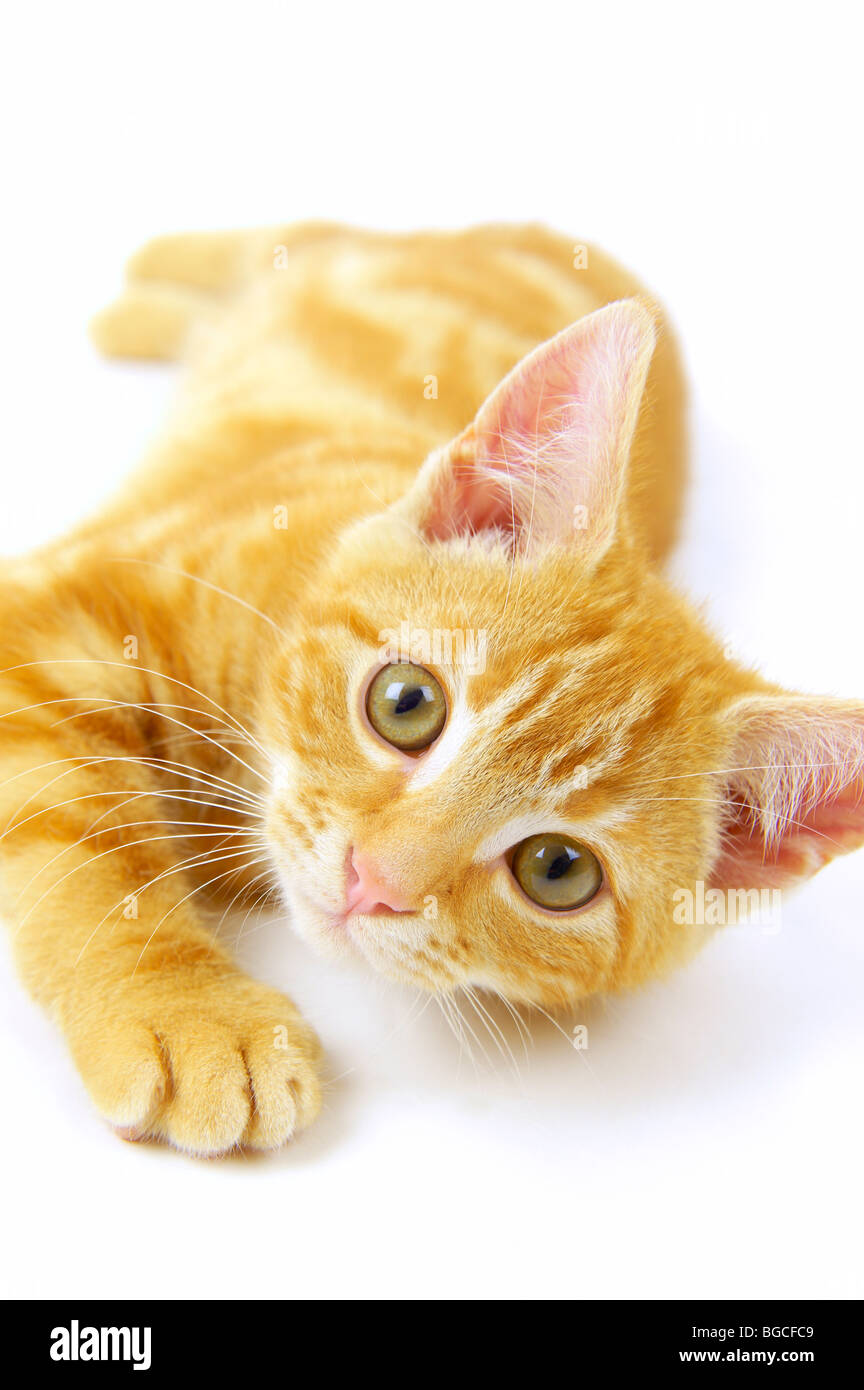 Ginger Kitten auf weißem Hintergrund Stockfoto