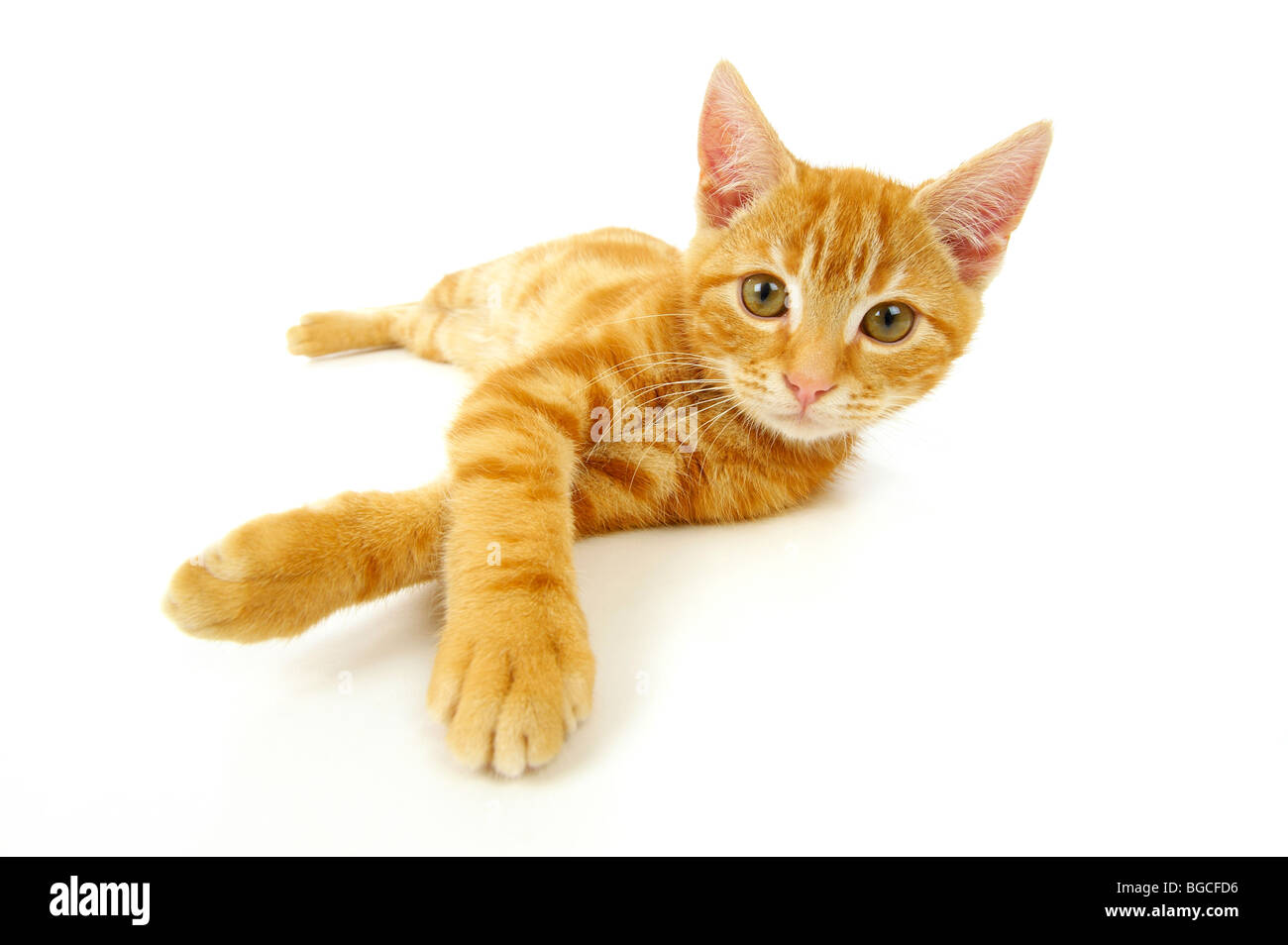 Ginger Kitten auf weißem Hintergrund Stockfoto