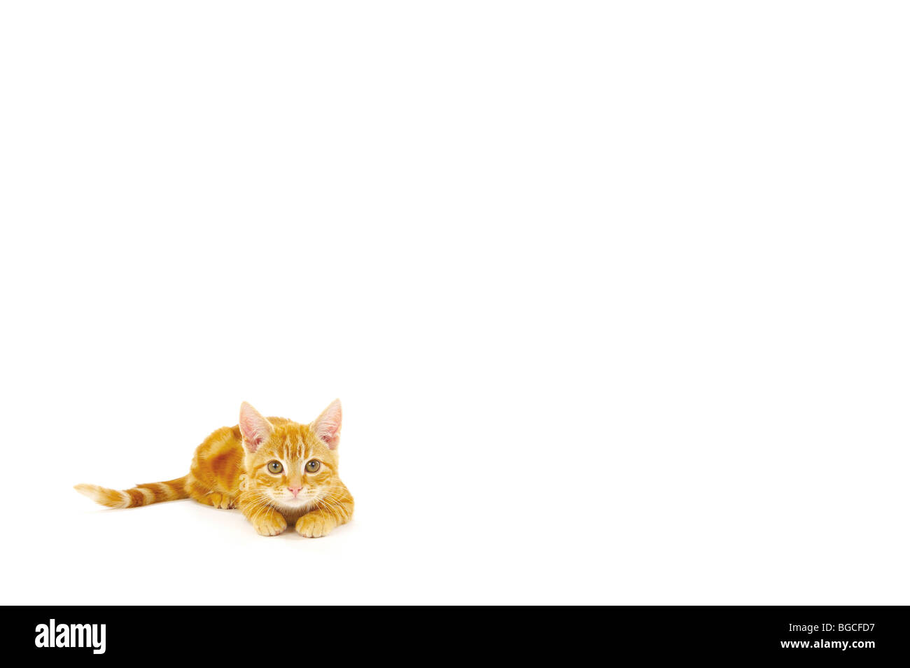 Ginger Kitten auf weißem Hintergrund Stockfoto