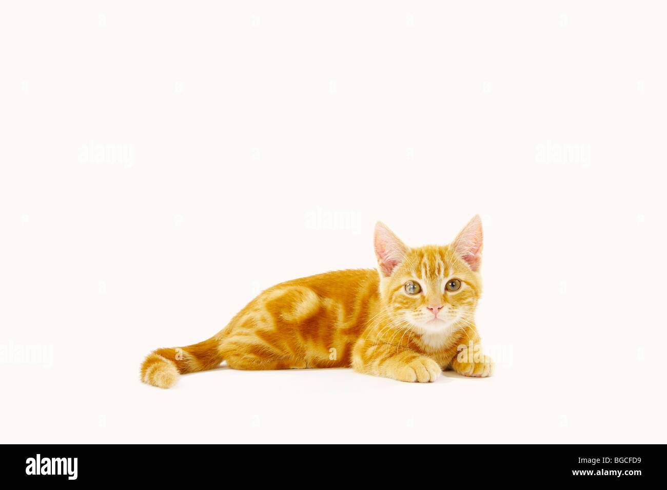 Ginger Kitten auf weißem Hintergrund Stockfoto