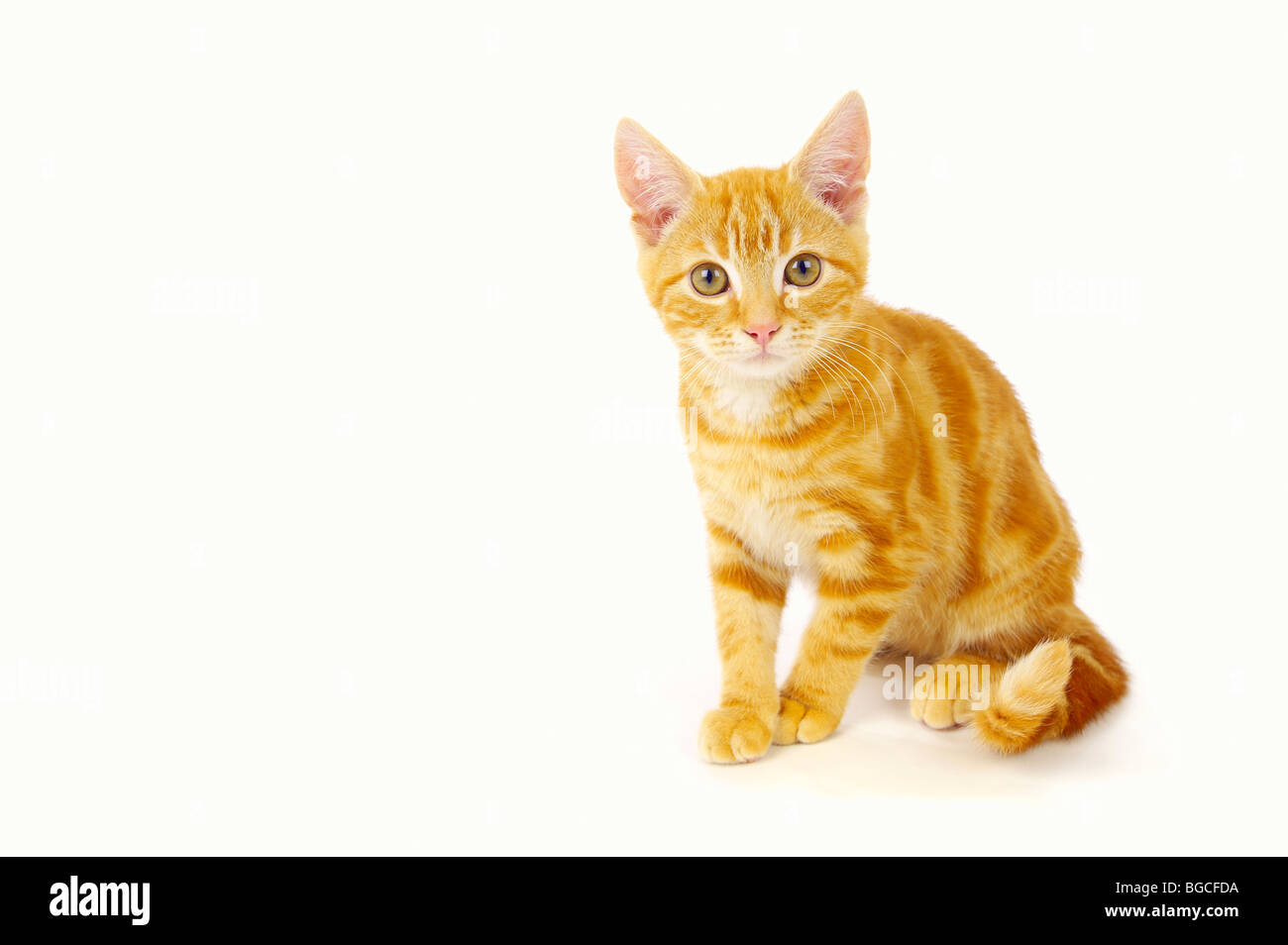 Ginger Kitten auf weißem Hintergrund Stockfoto
