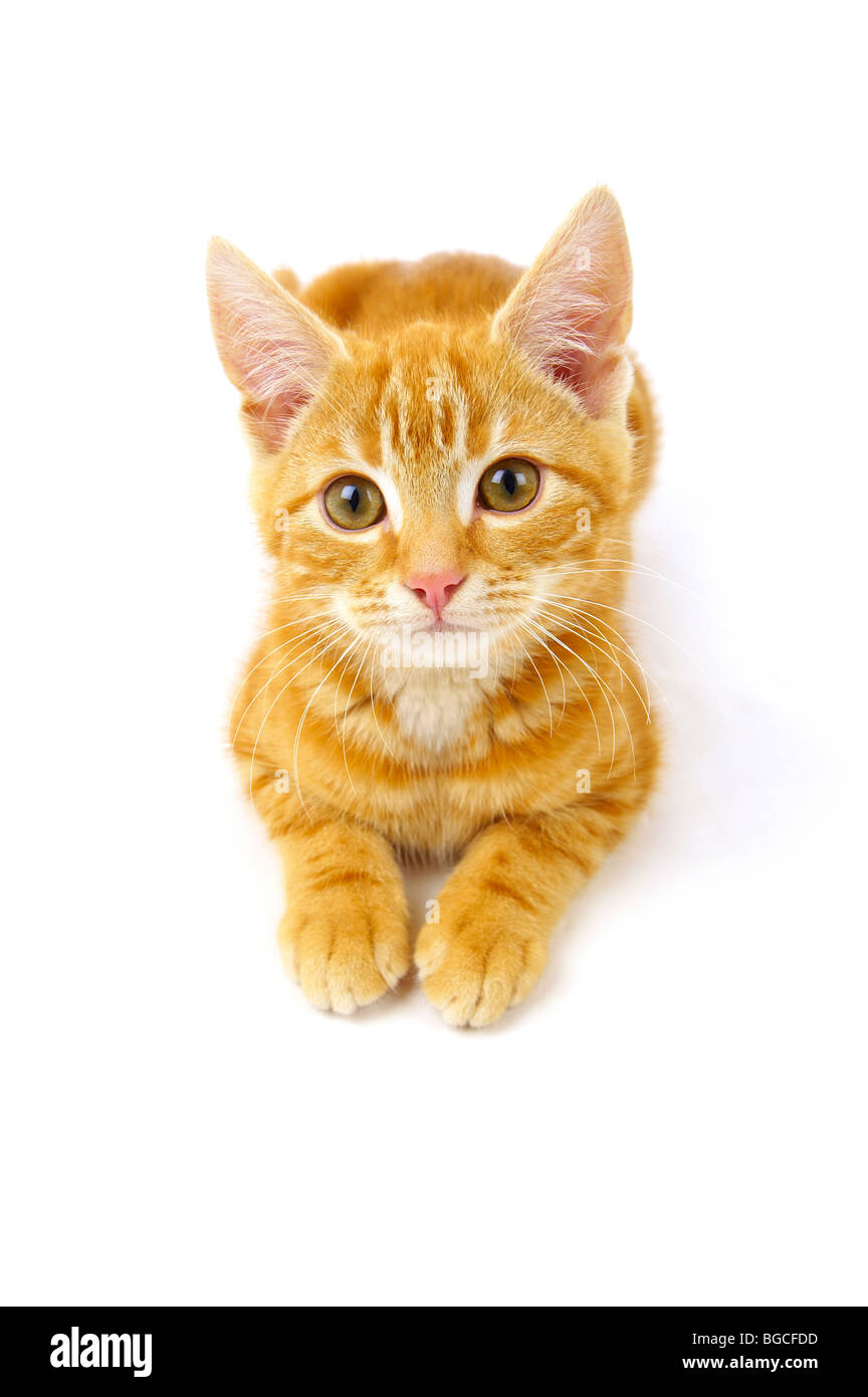 Ginger Kitten auf weißem Hintergrund Stockfoto