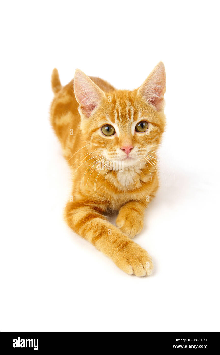 Ginger Kitten auf weißem Hintergrund Stockfoto