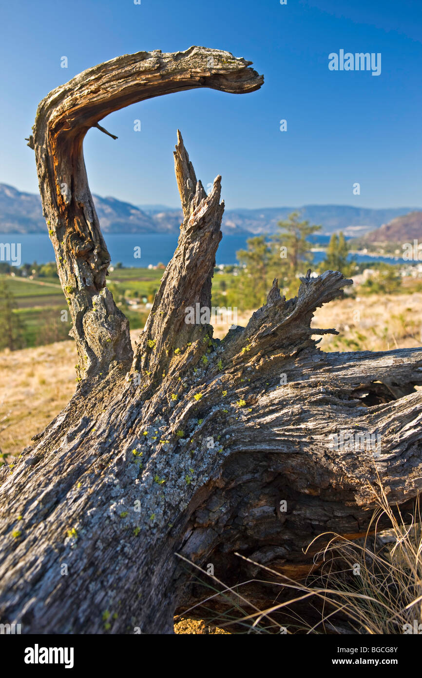 Baumwurzel auf einem Hügel mit Blick auf Westbank, West Kelowna, Kelowna, Okanagan Lake, Okanagan, British Columbia, Kanada. Stockfoto