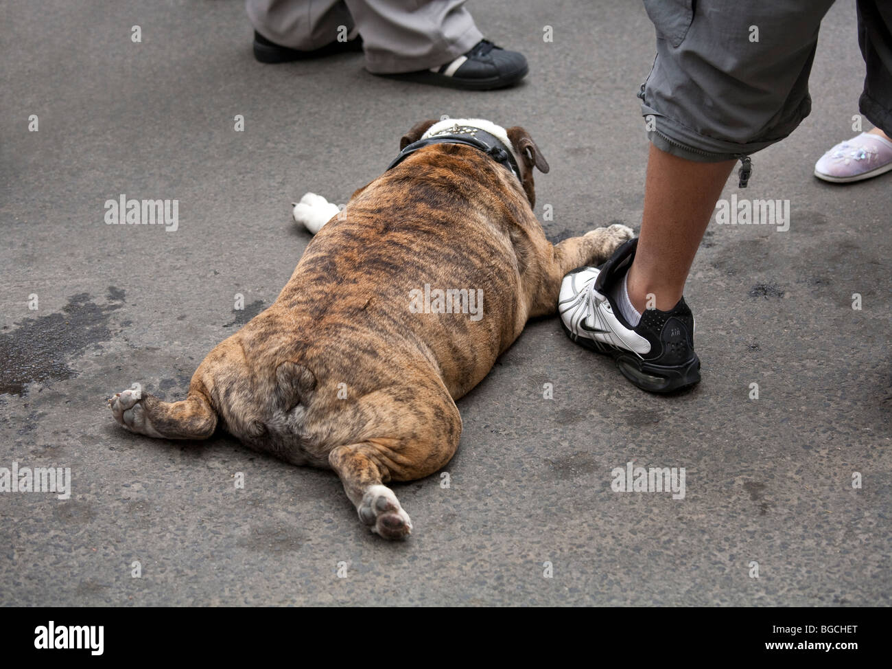 Englische Bulldogge müde von der Hitze, auf dem Bürgersteig Festlegung Stockfoto