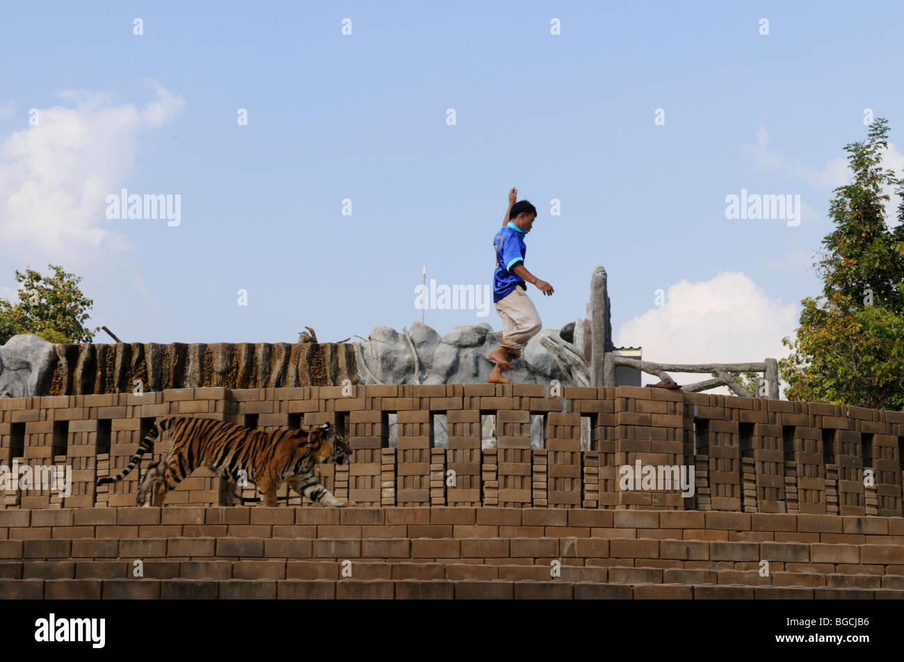 Thailand; Kanchanaburi; Ein Tiger Tempel freiwillige spielen mit ein 8 Monate altes Tigerbaby Stockfoto
