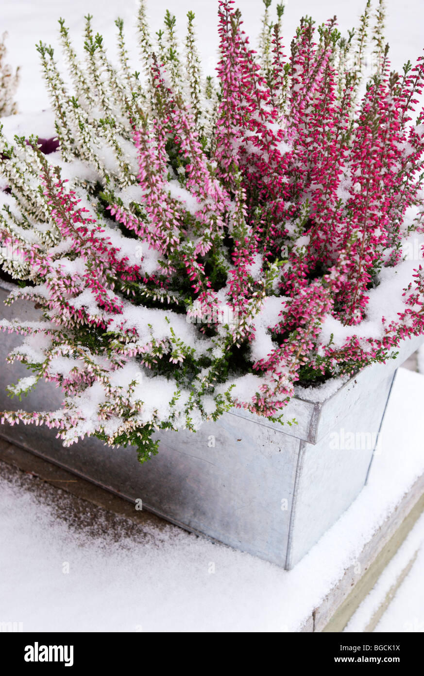 Heidekraut (Calluna Vulgaris) in Zink Behälter mit leichten Schnee bedeckt Stockfoto