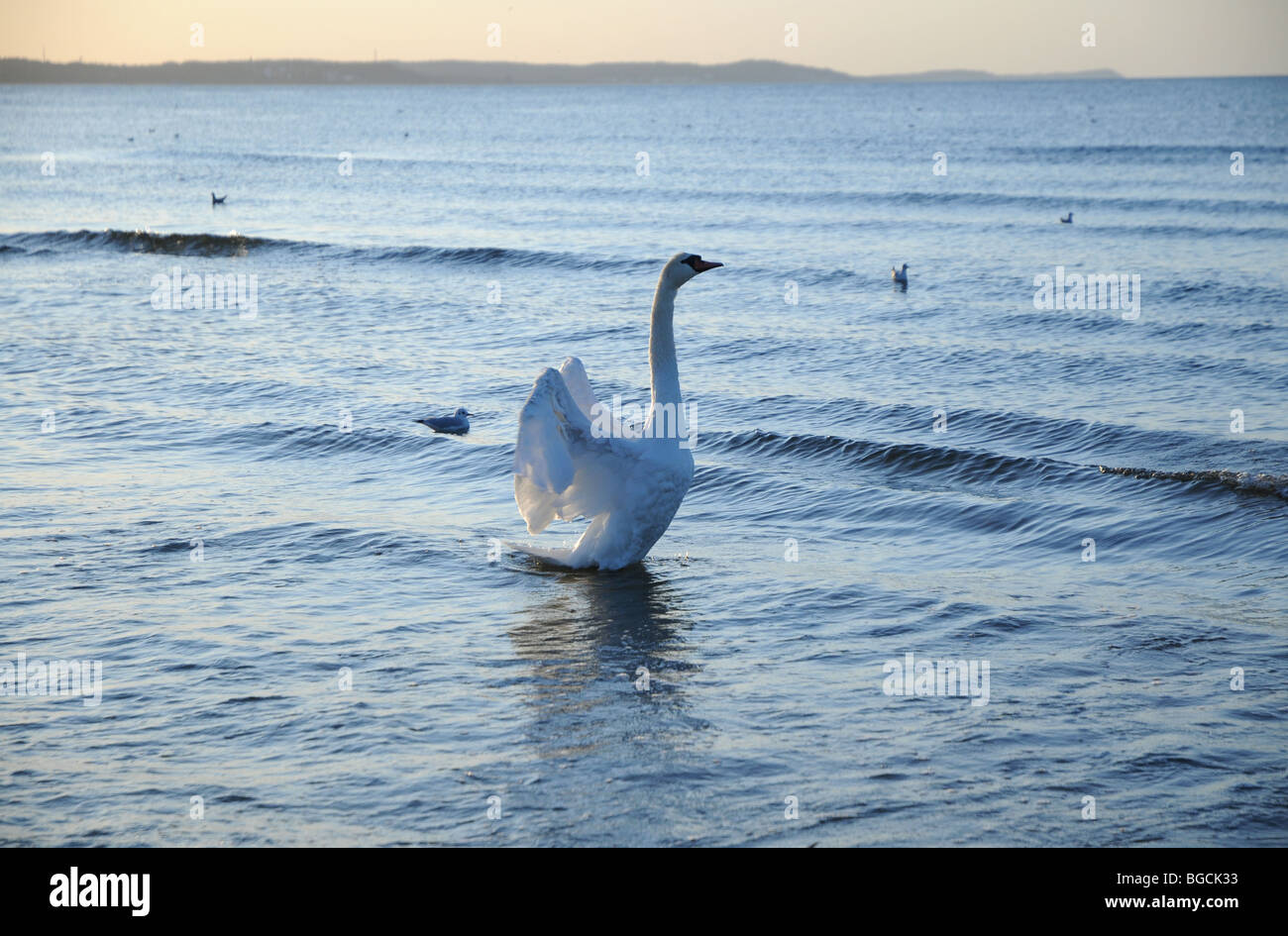Höckerschwan (Cygnus Olor) an Ostsee, Swinoujscie, Polen Stockfoto