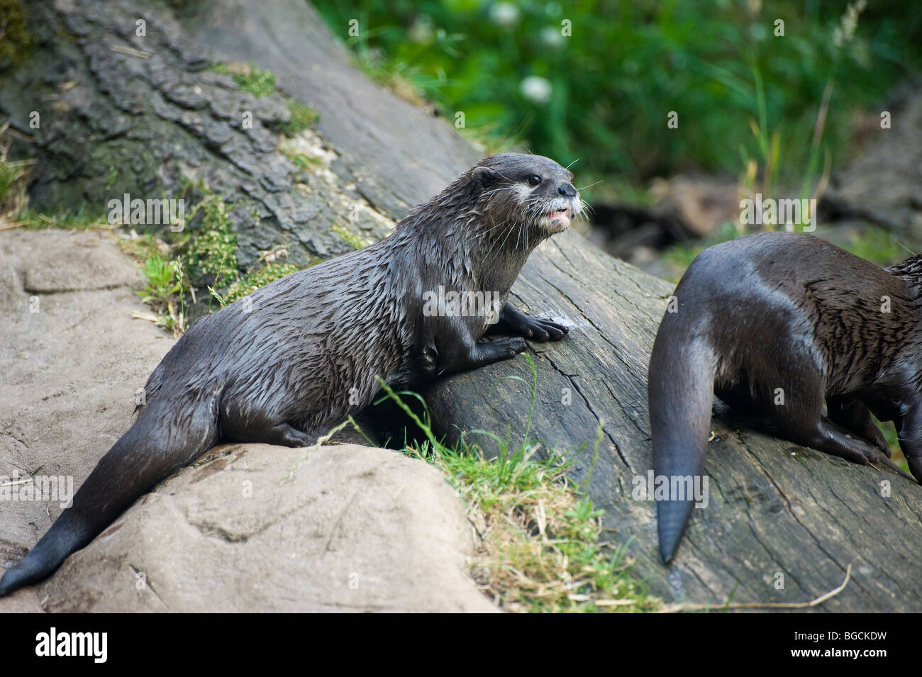 Asiatischen kurze Krallen Otter (Aonyx Cinerea) Stockfoto