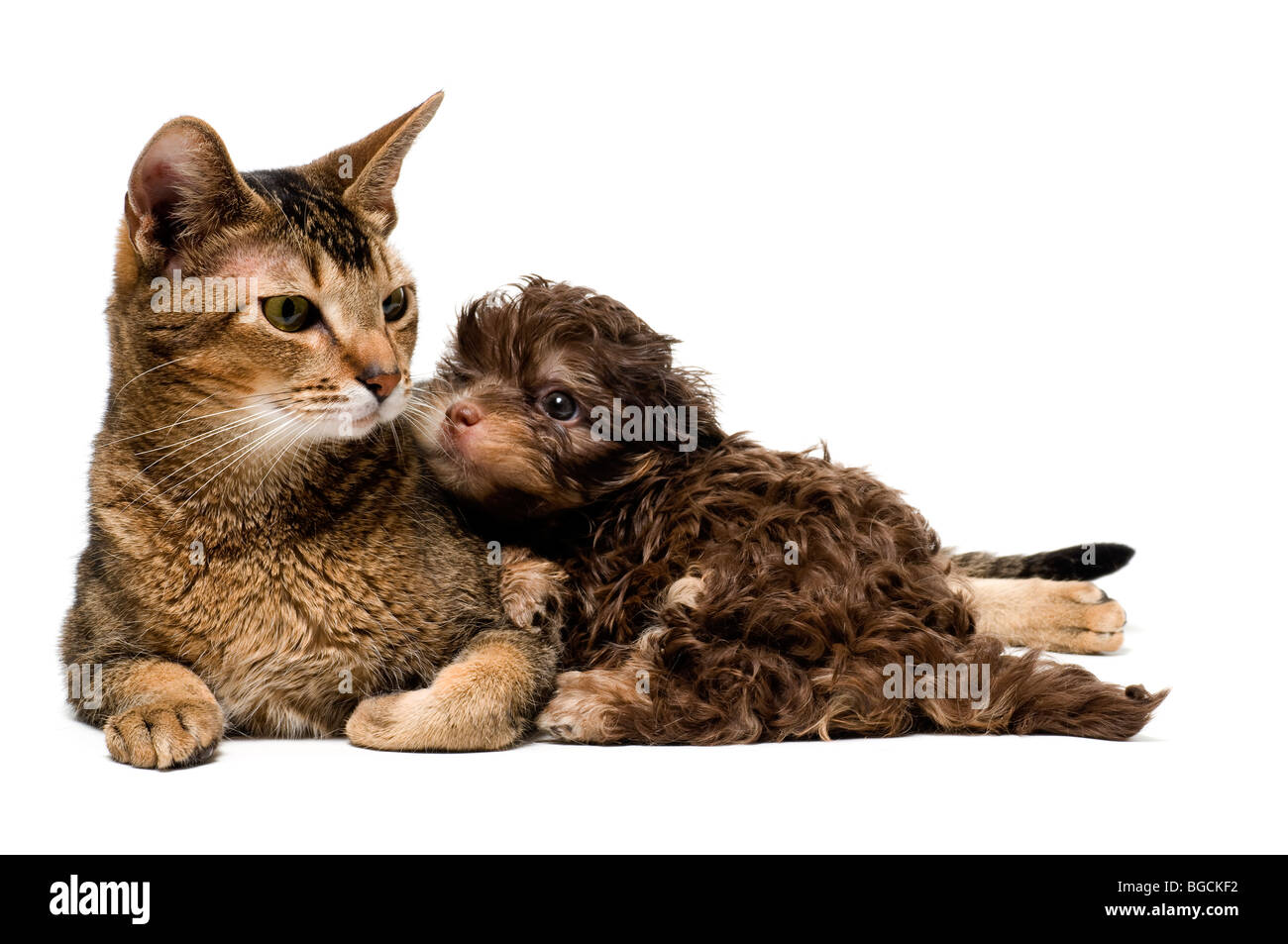 Katze und Schoßhund im Studio auf einem neutralen Hintergrund Stockfoto