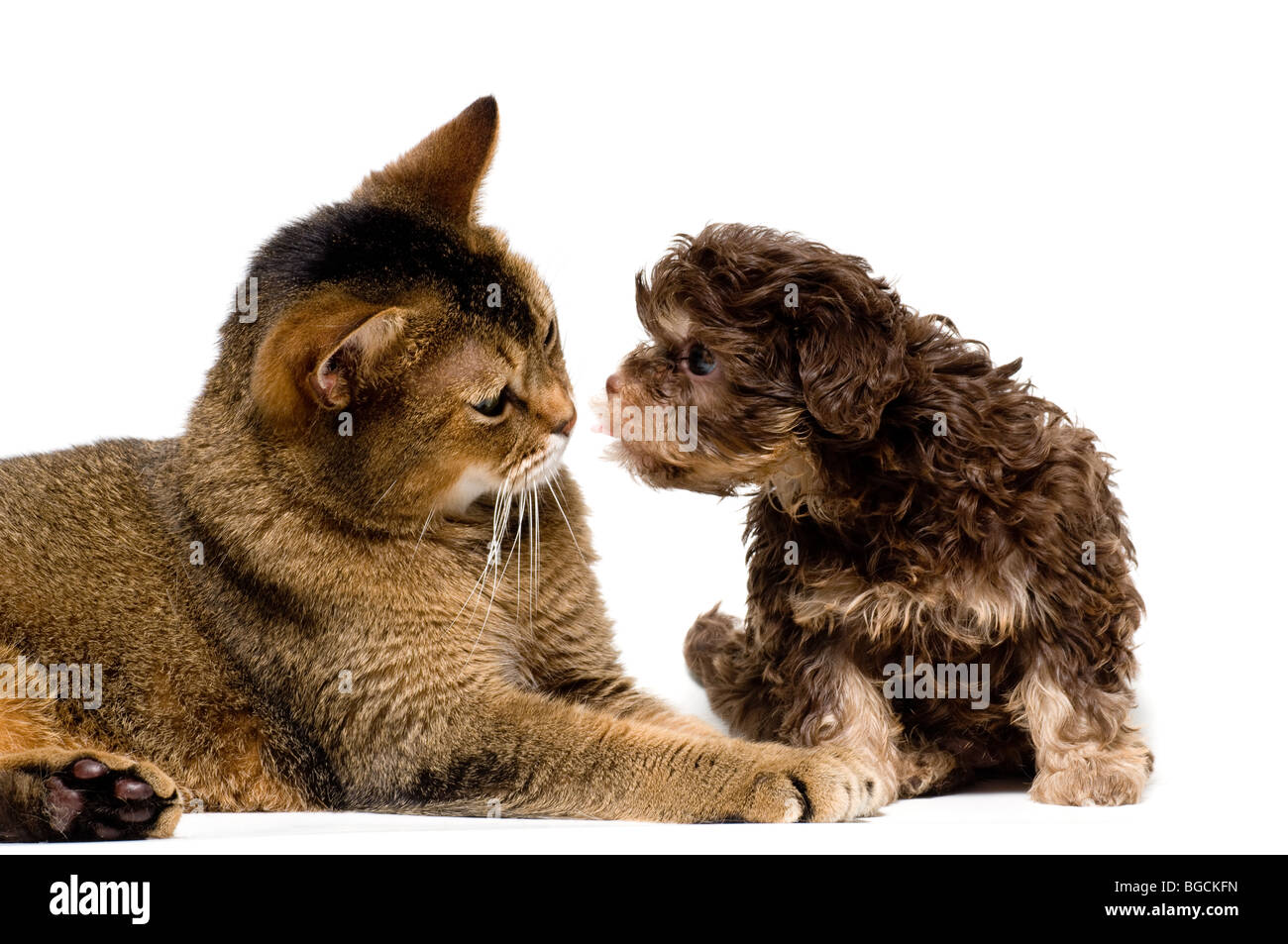 Katze und Schoßhund im Studio auf einem neutralen Hintergrund Stockfoto