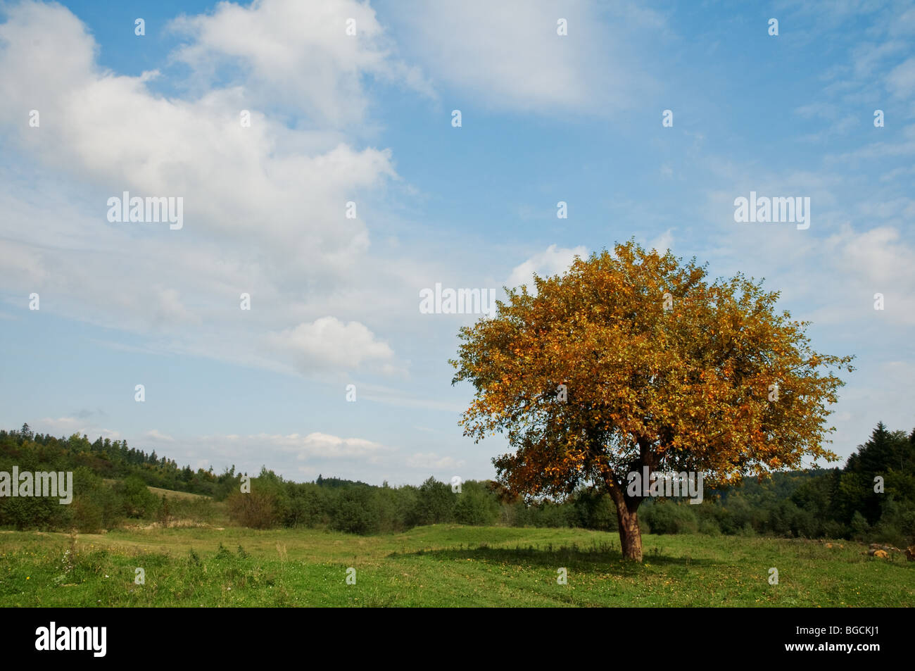 Herbst Baum auf Wiese Stockfoto