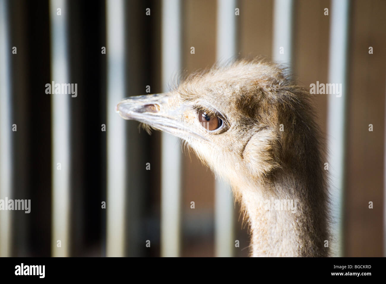 Strauß hinter Gittern (Struthio Camelus) Stockfoto