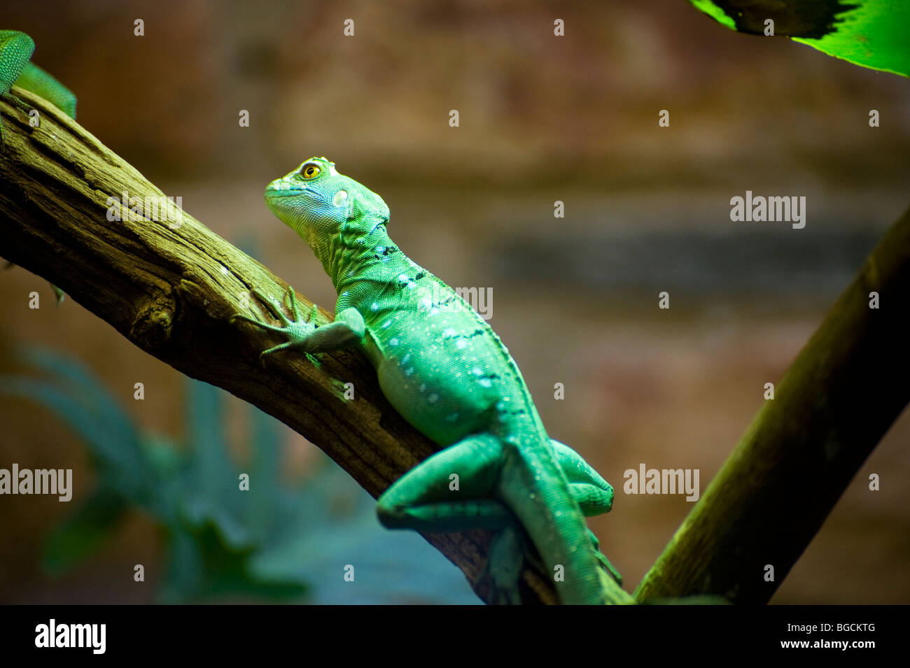 Gefiederte Basilisken, Basiliskos Plumifrons, auch ein grüner Basilisk oder doppelte crested Basilisk genannt Stockfoto