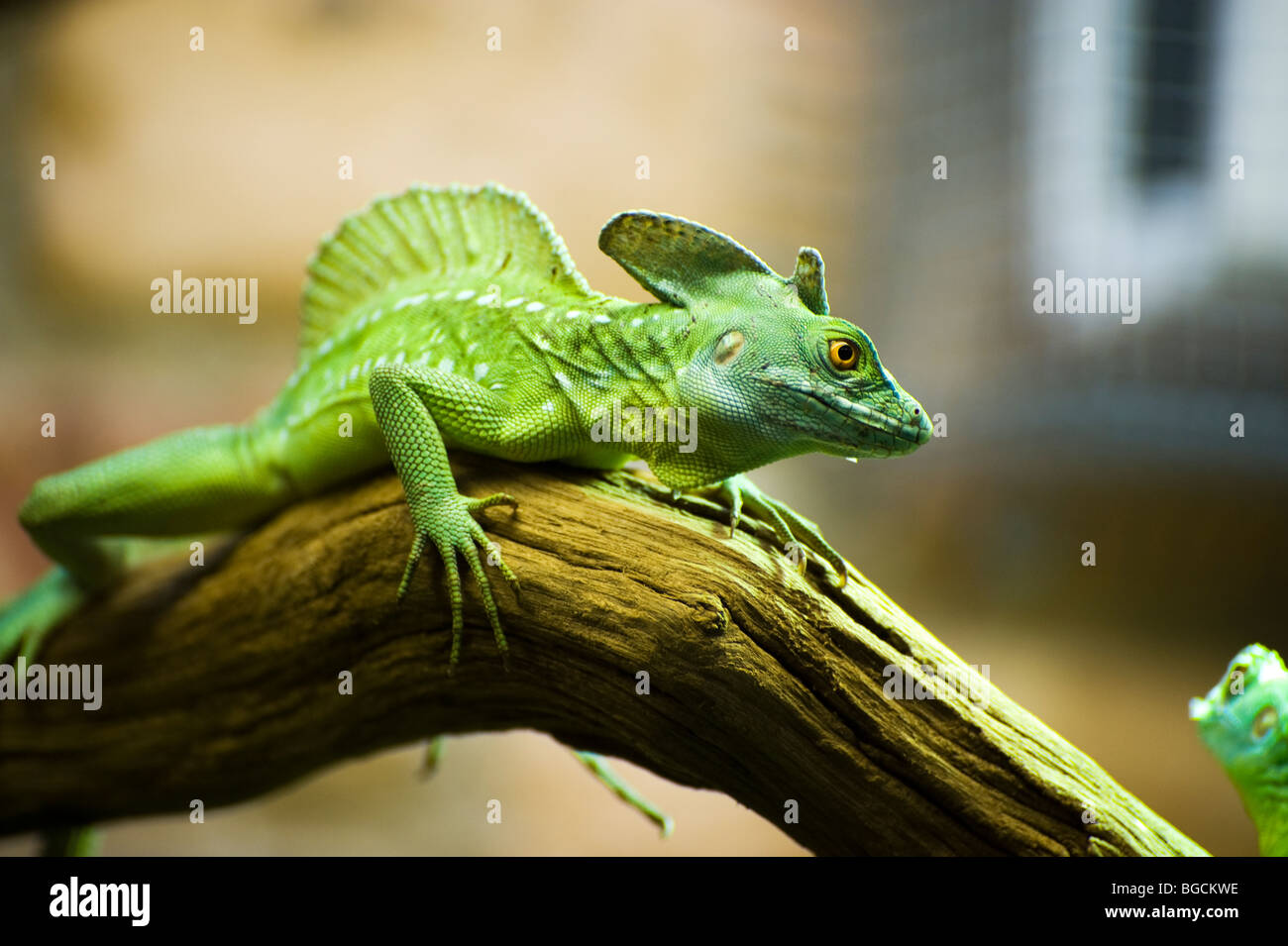 Gefiederte Basilisken, Basiliskos Plumifrons, auch ein grüner Basilisk oder doppelte crested Basilisk genannt Stockfoto