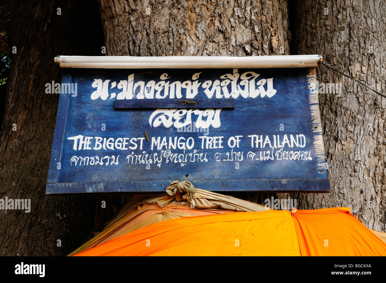 Thailand; Mae Hong Son Provinz; Pai; Plaque, die Verkündigung der größten Mangobaum in Thailand Stockfoto