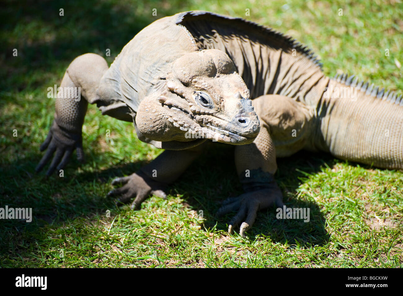 Rhinozeros-Leguan (Cyclura Cornuta) Stockfoto